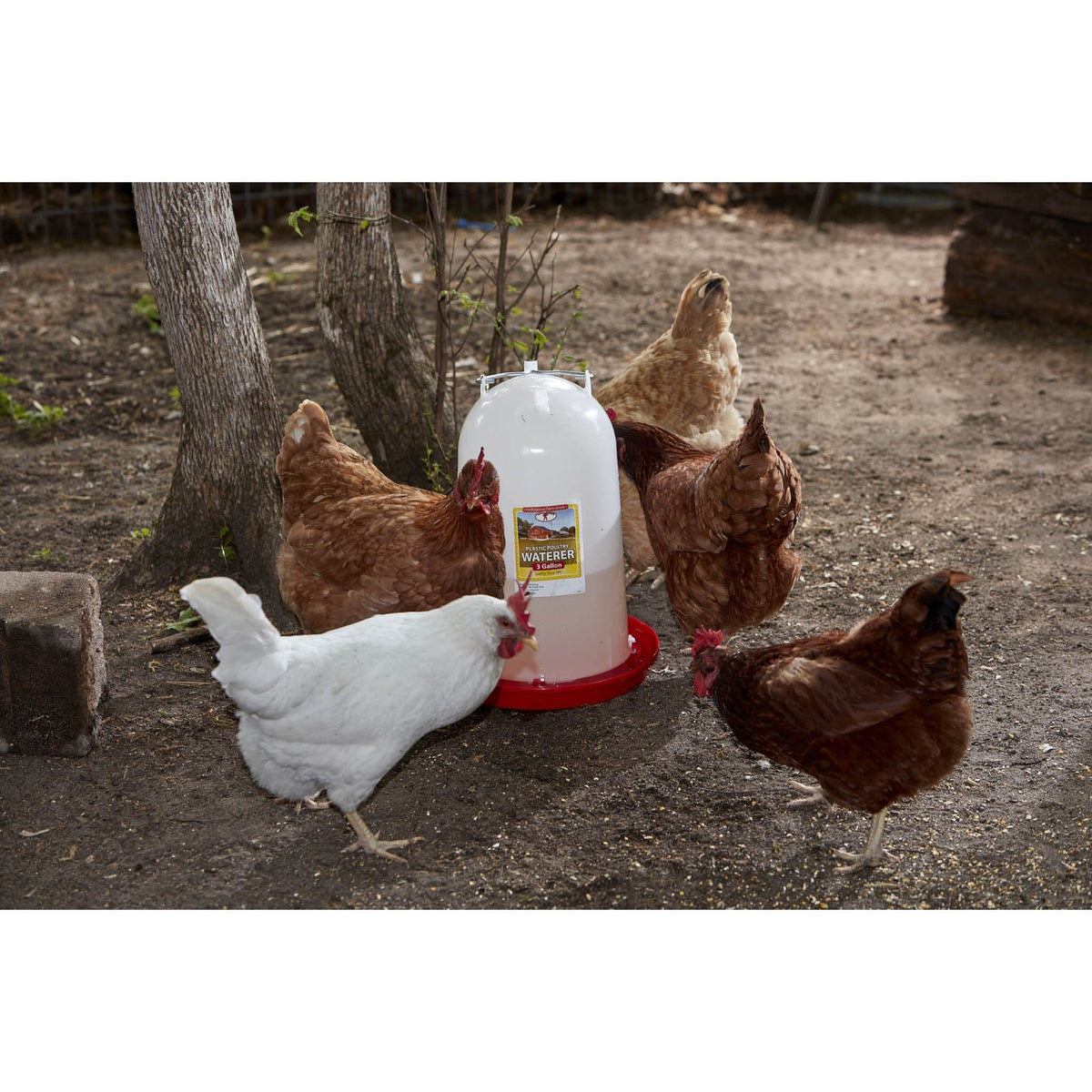 Little Giant - 3 Gallon Plastic Poultry Drinker
