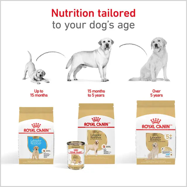 Croquettes chien Labrador adulte 5 lb - Royal Canin