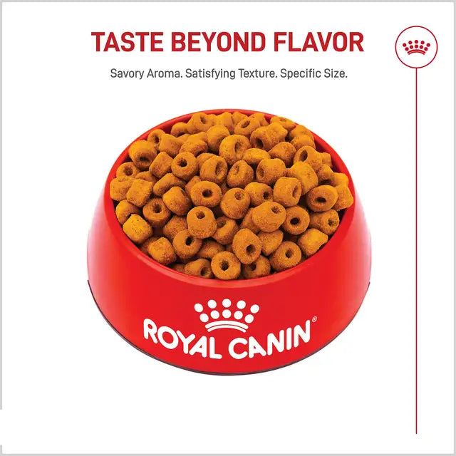 Croquettes chien Labrador adulte 5 lb - Royal Canin