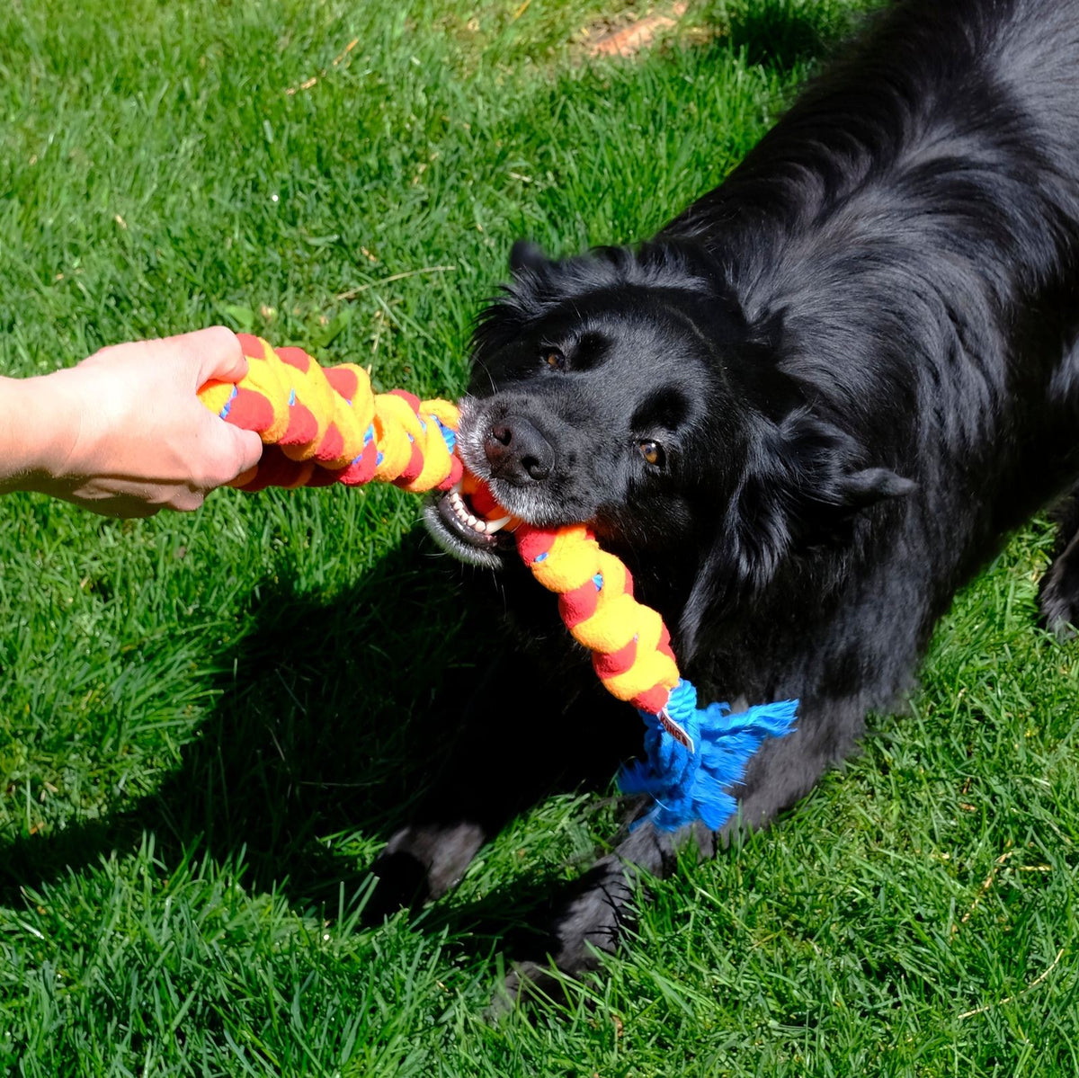 KONG Rope Rally Tug jouet pour chiens