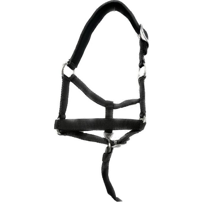 Mini nylon halter for weaned foals