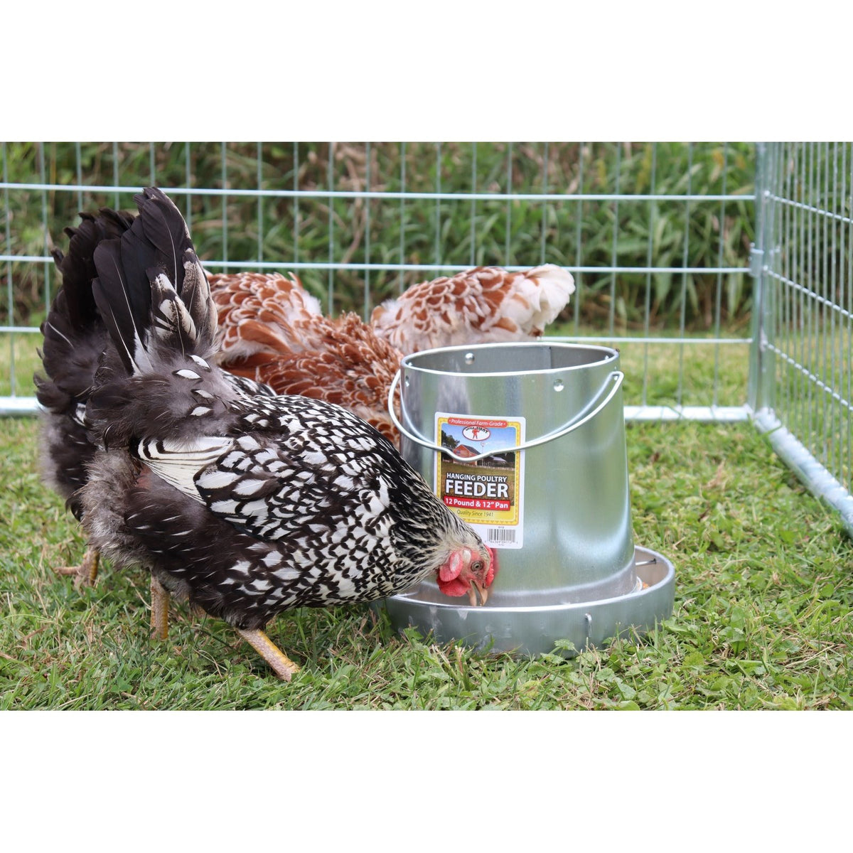 Little Giant - 12 Pound Hanging Metal Poultry Feeder