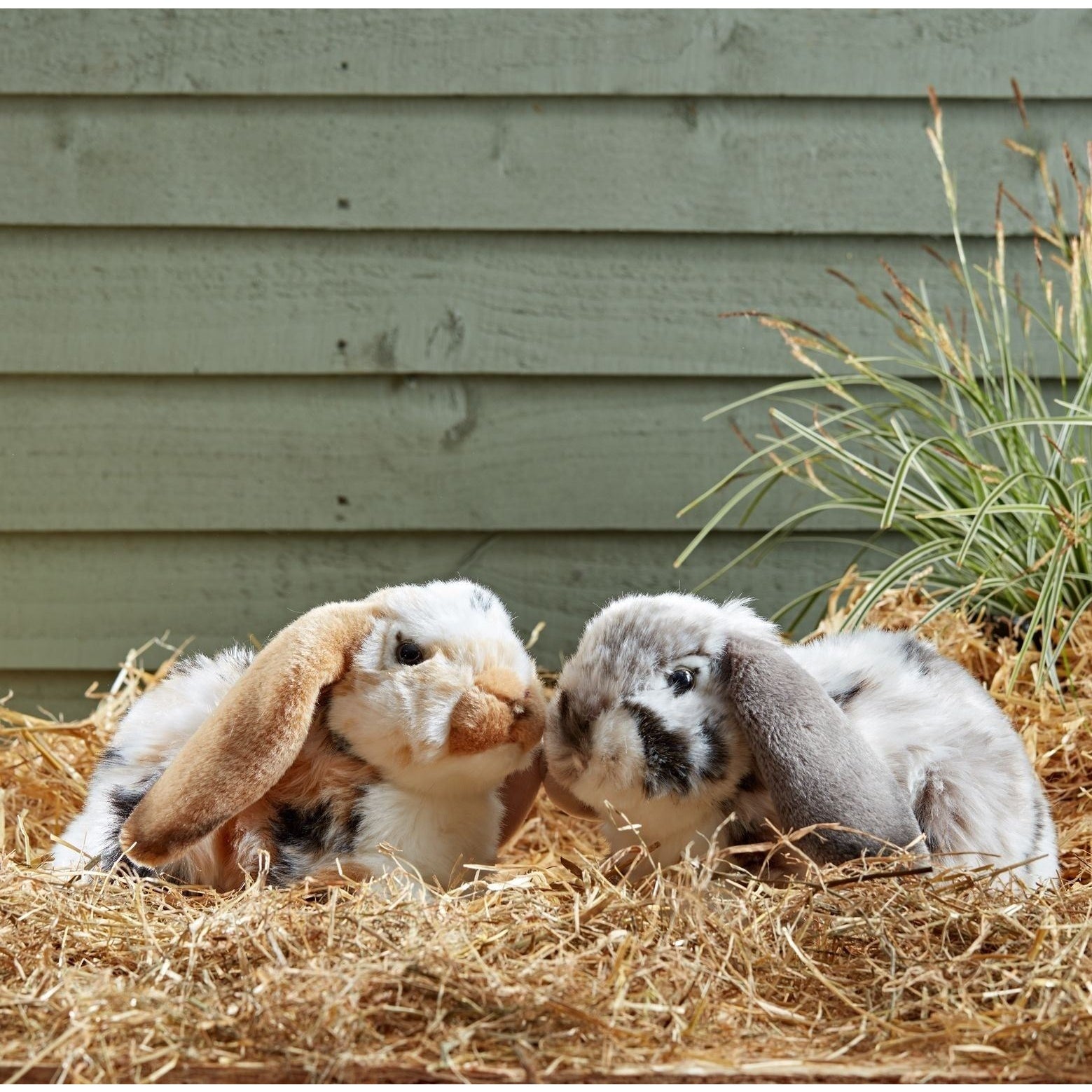 Flemish Giant Dwarf Holland Lop For Sale Floppy Ears Flemish Giant