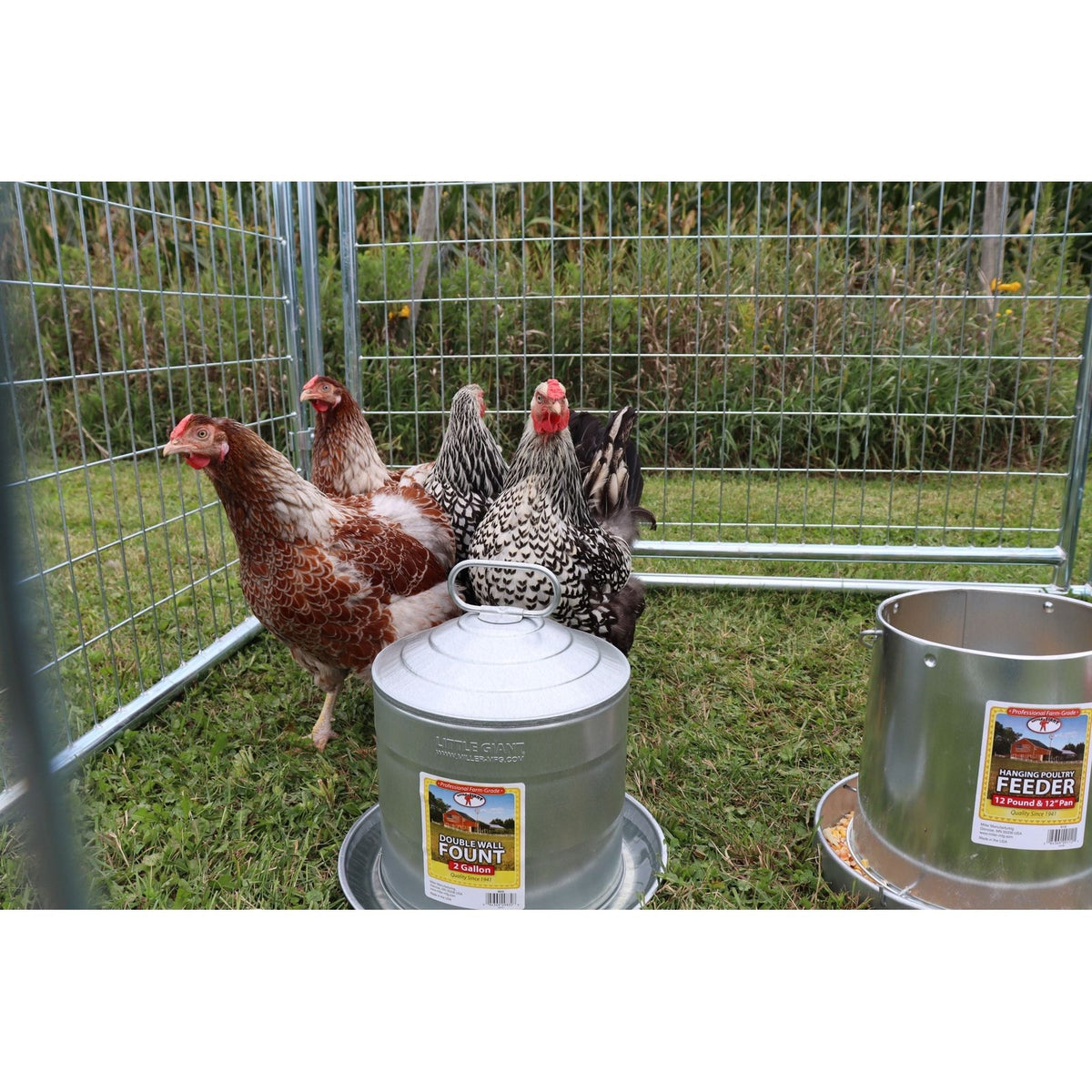 Abreuvoir pour volailles en acier galvanisé, 2 gallons - Little Giant