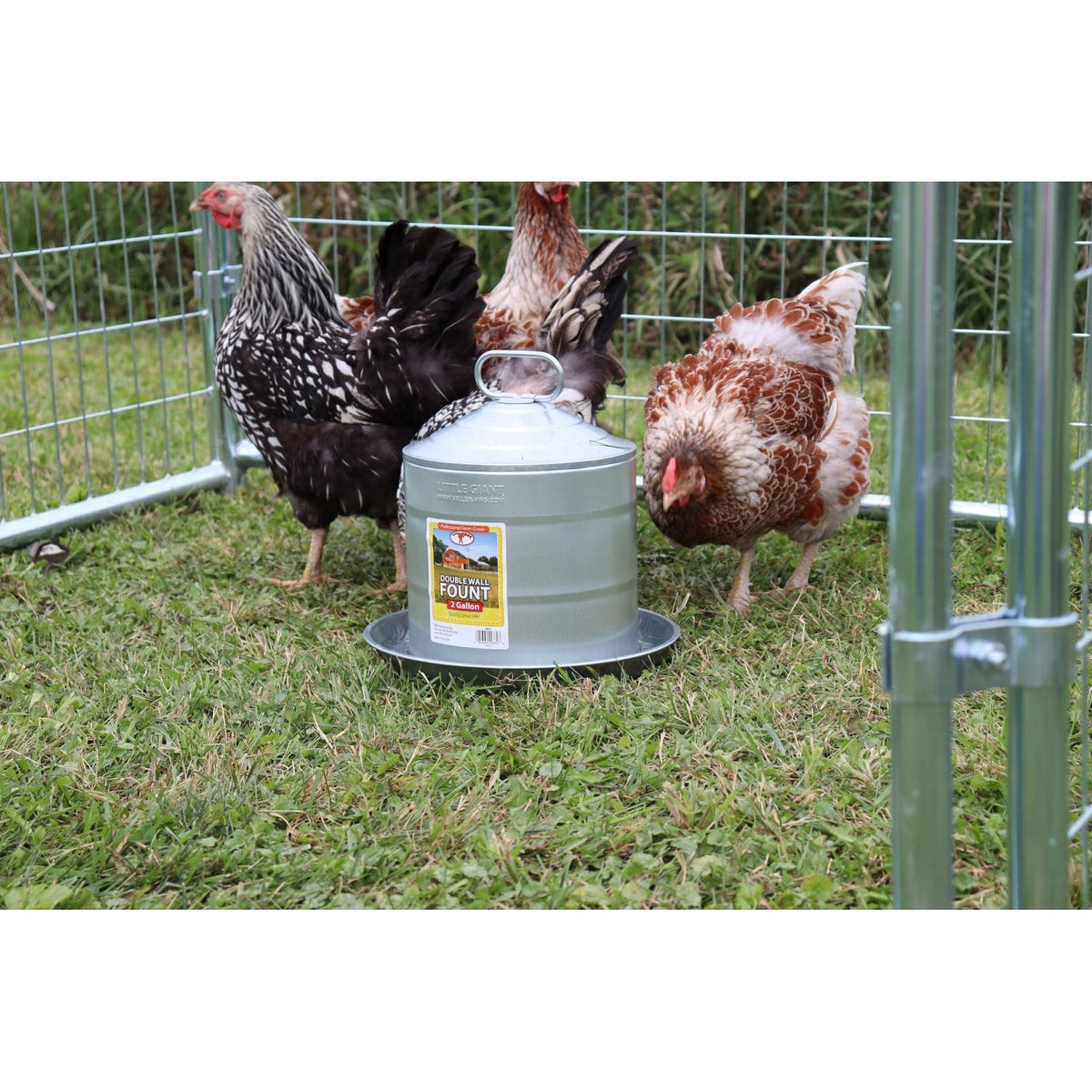 Abreuvoir pour volailles en acier galvanisé, 2 gallons - Little Giant