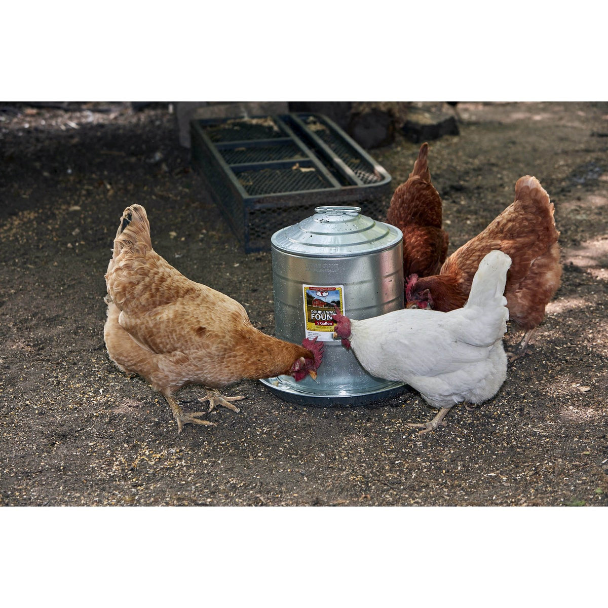 Abreuvoir pour volailles en acier galvanisé, 5 gallons - Little Giant
