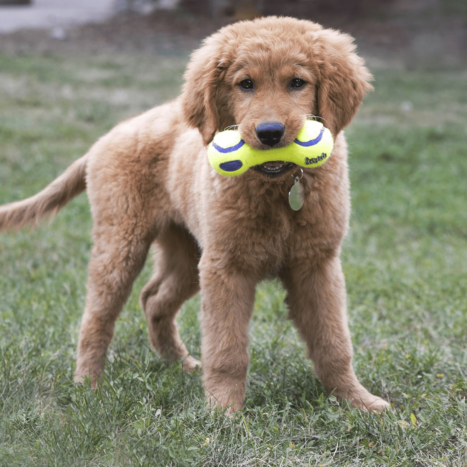 KONG AIRDOG Squeaker Dumbbell, Jouet couineur pour chien - KONG