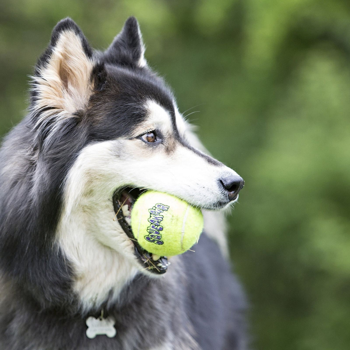 KONG SqueakAir® Ball, jouet couineur pour chien - KONG