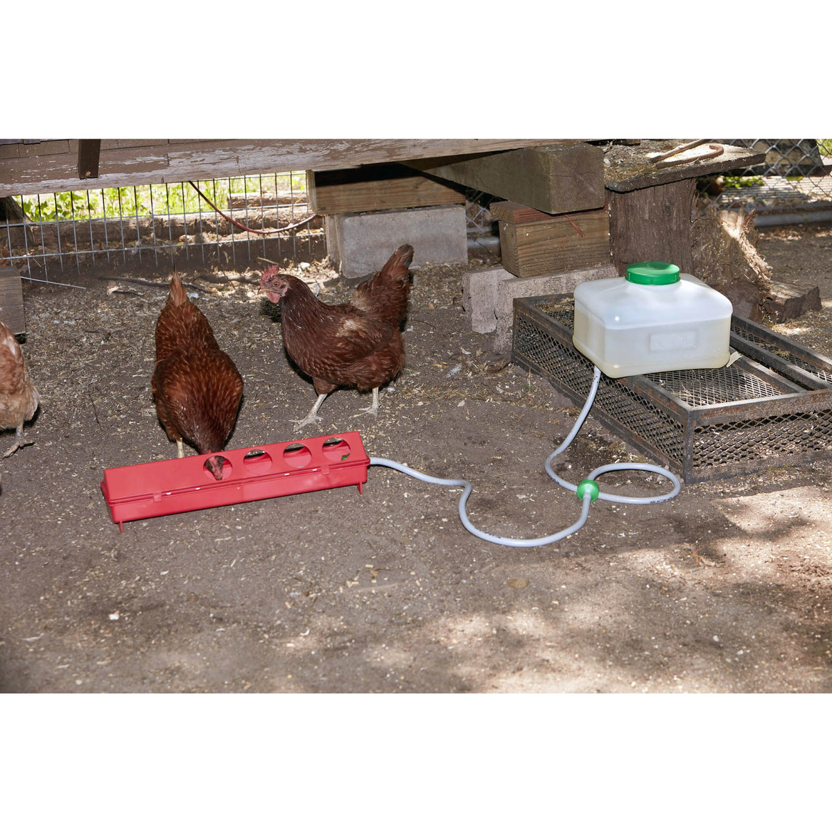 Abreuvoir automatique en plastique pour volaille - Little Giant