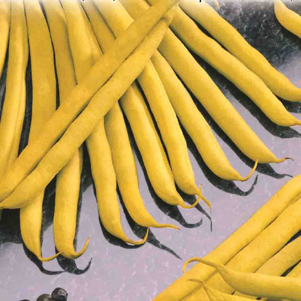 Haricot Improved Golden Wax Nain - Bio
