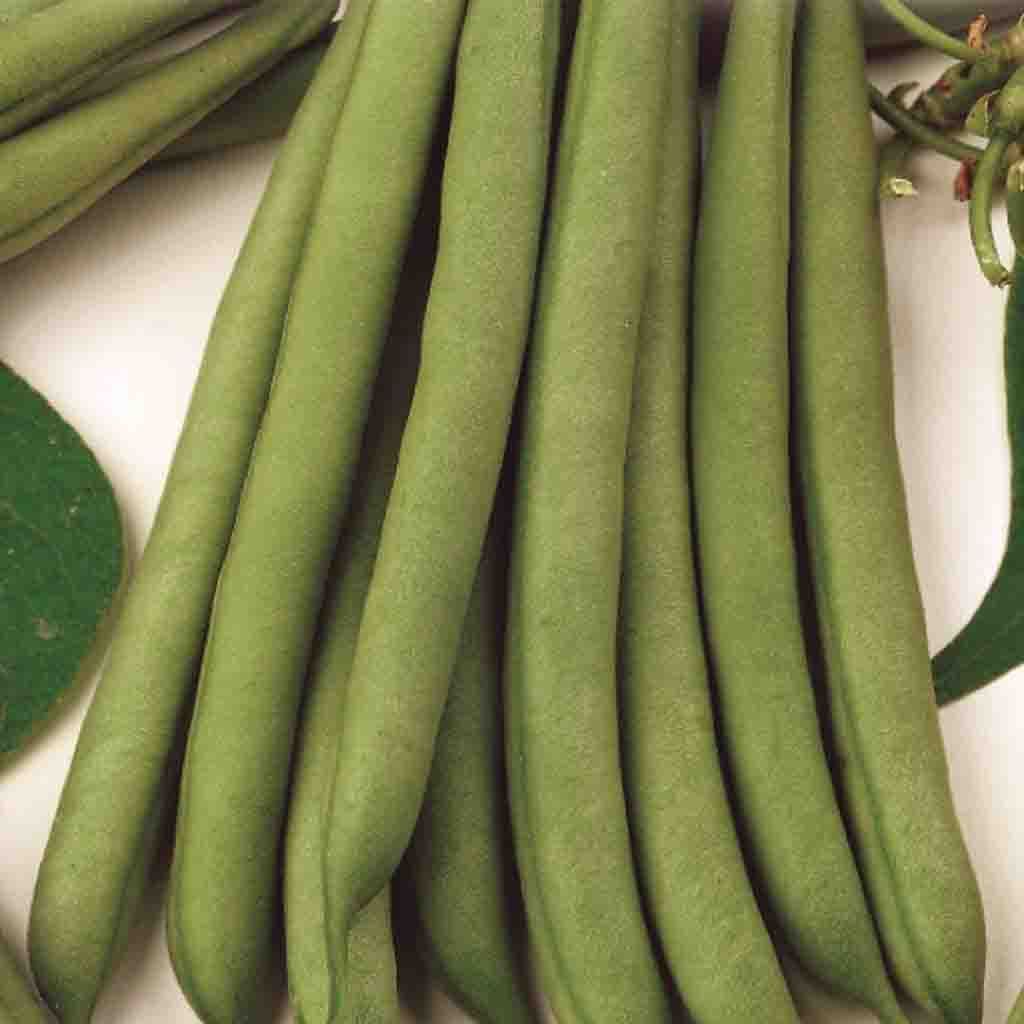 Stringless Green Pod Dwarf Bean