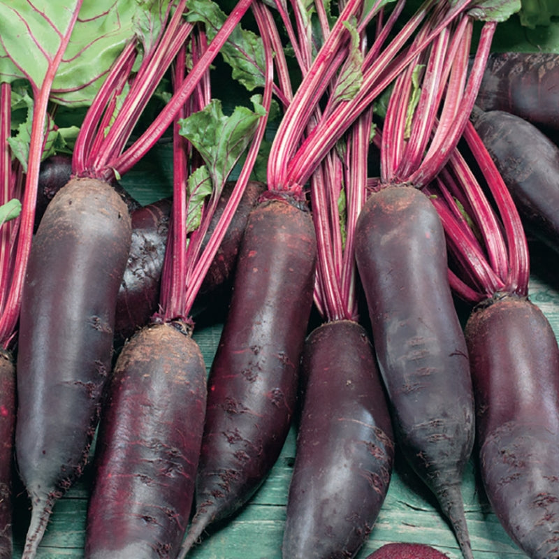 Betterave Cylindra Formanova - Bio