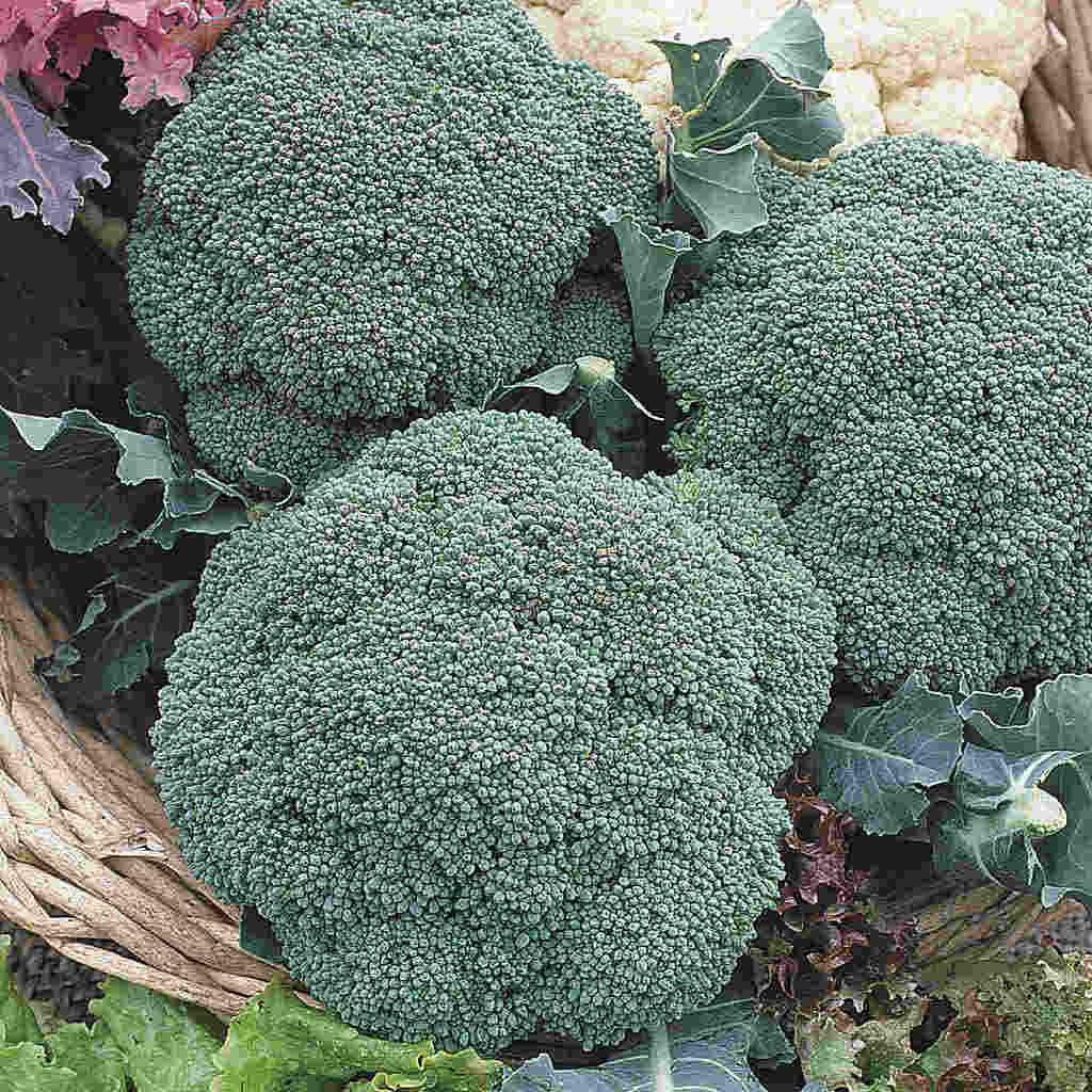 Green Sprouting Jetted Broccoli - Organic