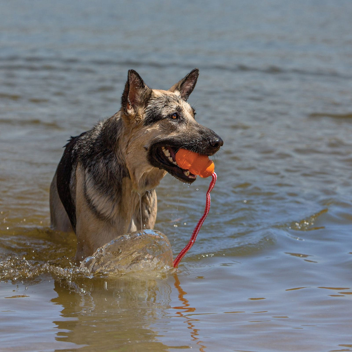 KONG AQUA, Jouet flottant pour chien - KONG