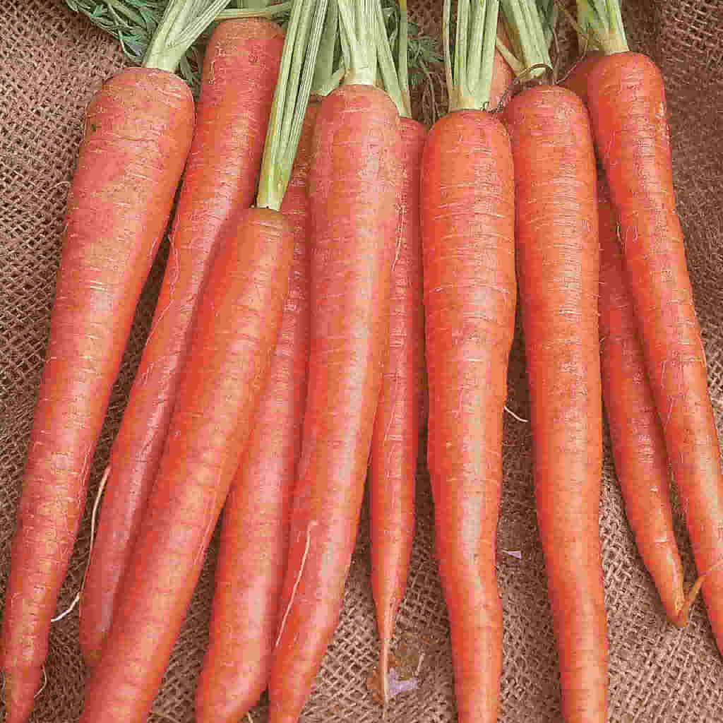 Imperator Carrot - Organic