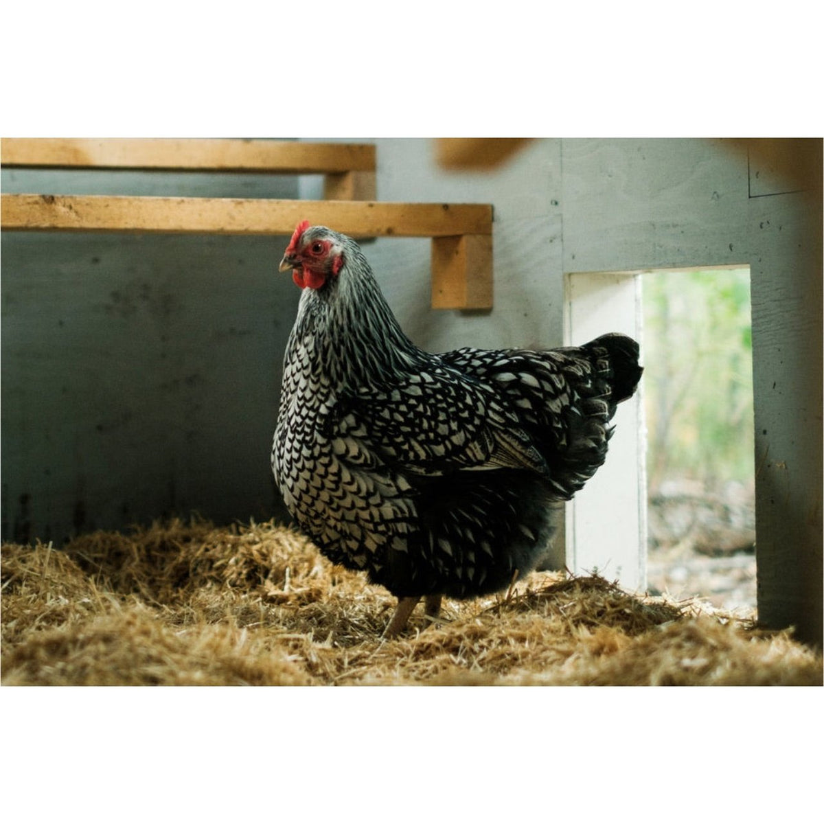 FarmStraw - Animal Straw Mulch (9kg)