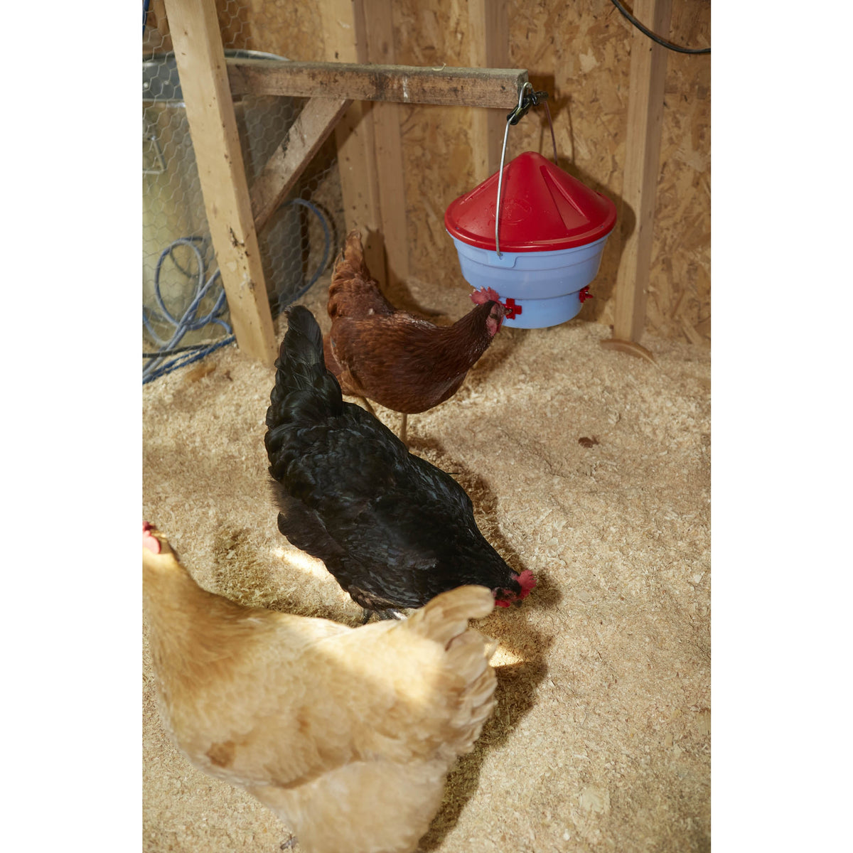 Abreuvoir à tétines pour volaille, Deluxe Hen Hydrator - Little Giant