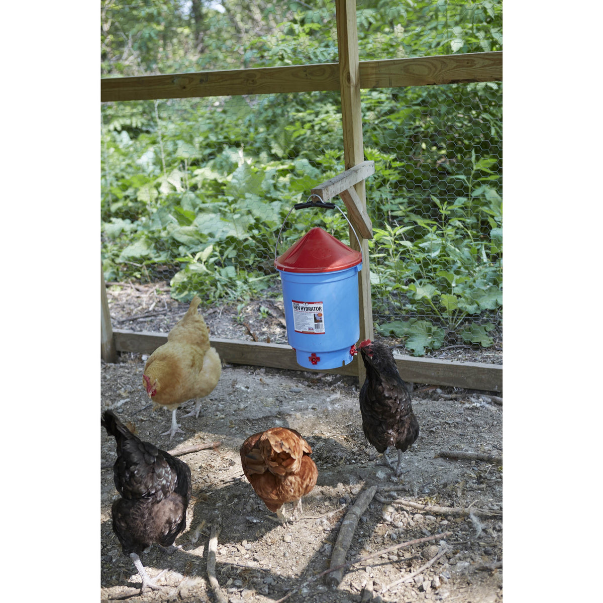 Abreuvoir à tétines pour volaille, Deluxe Hen Hydrator - Little Giant