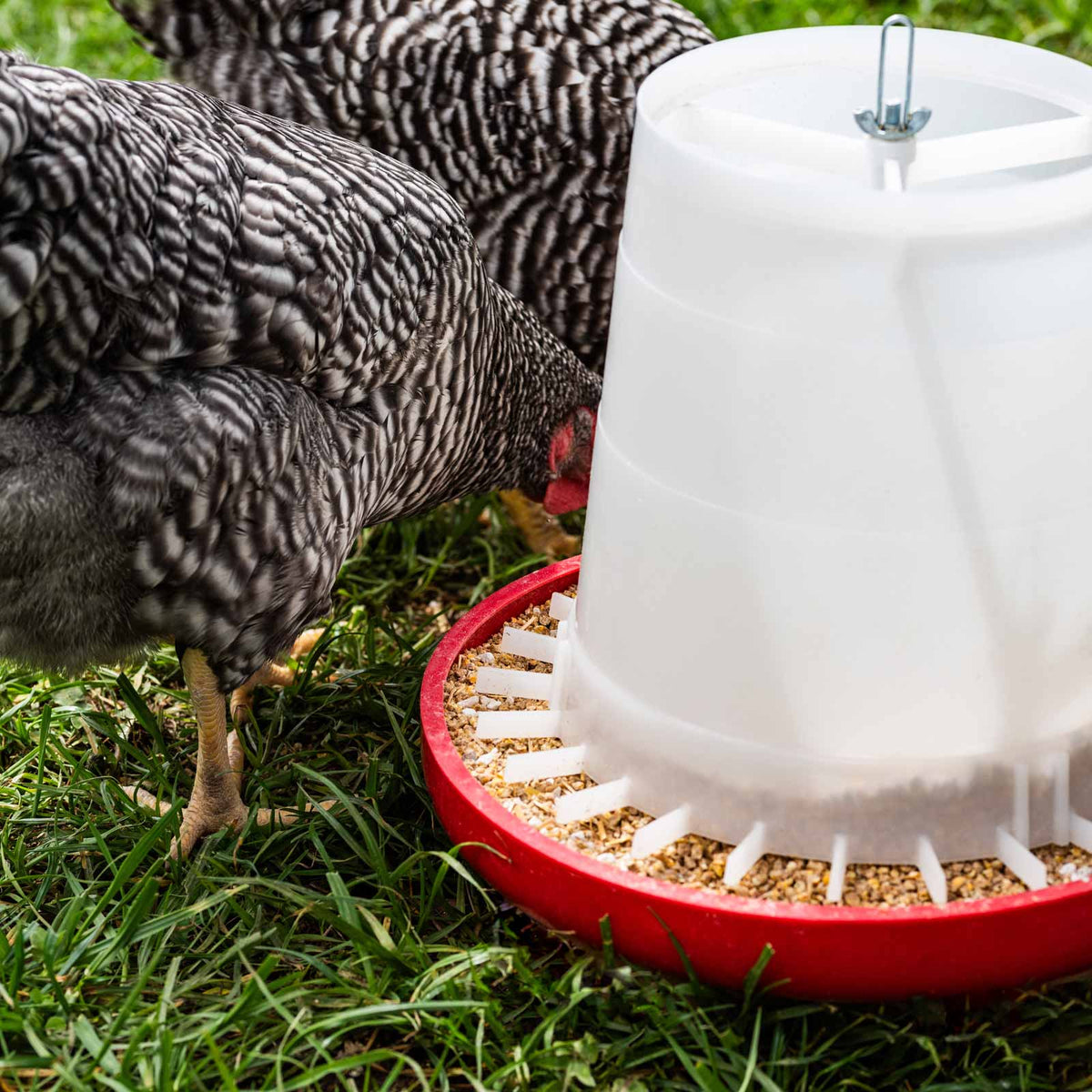 Deux poules avec la moulée ponte