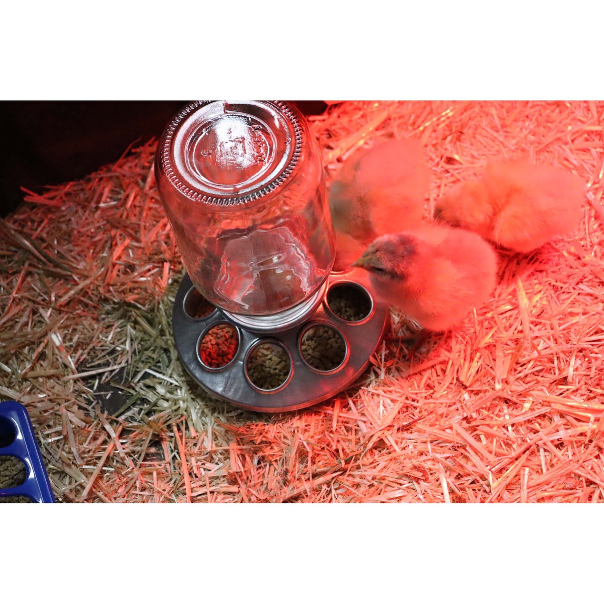 Little Giant - Mason Jar, Baby Chick Feeder