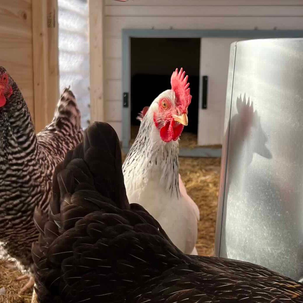 Colombian Rock - Chicken Days 2026