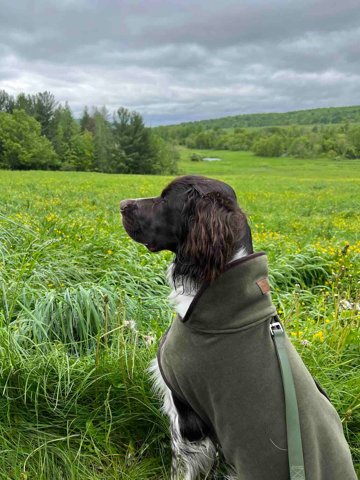Manteau polaire pour chien Stenton - Hoggs of Fife