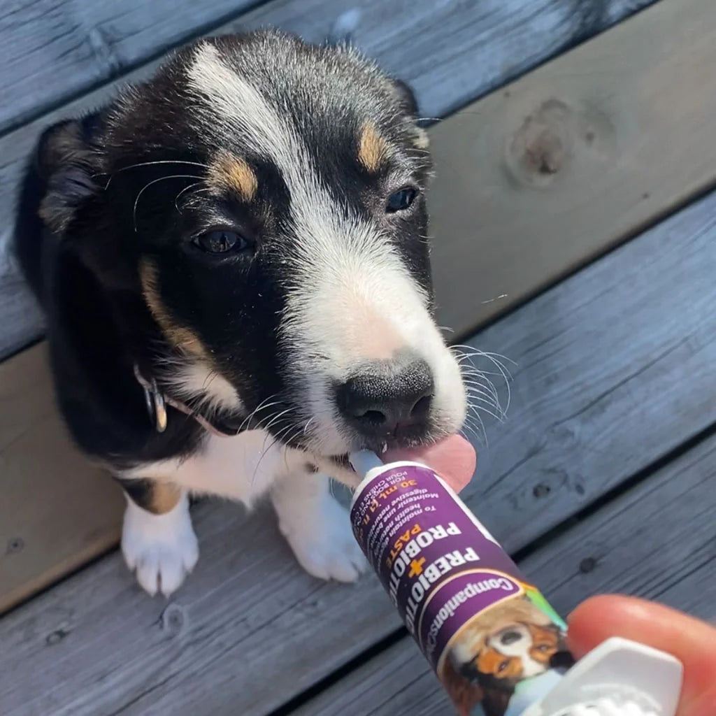 Pâte prébiotique et probiotique 30 ml - Companions Choice