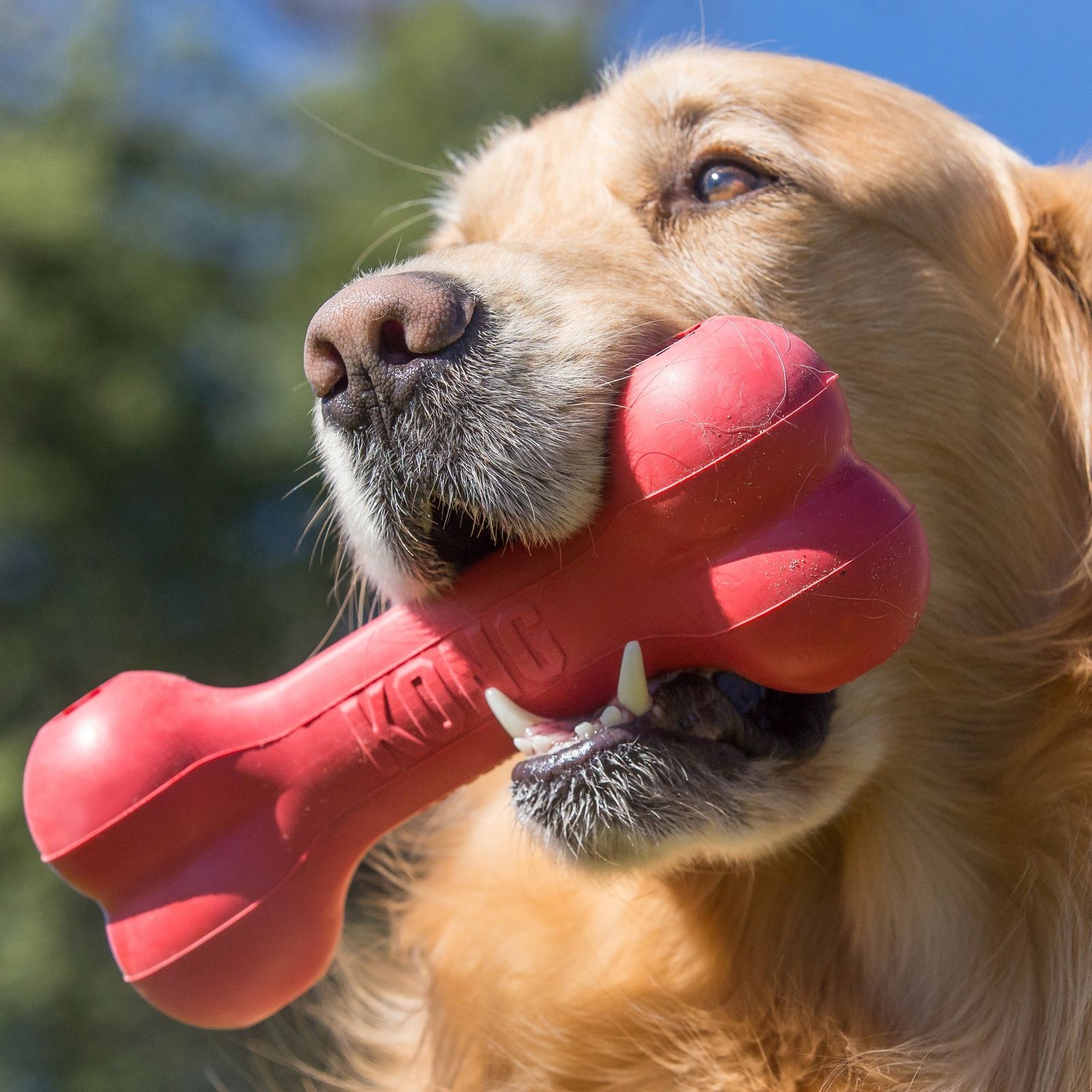 KONG GOODIE, Os en caoutchouc pour chien - KONG