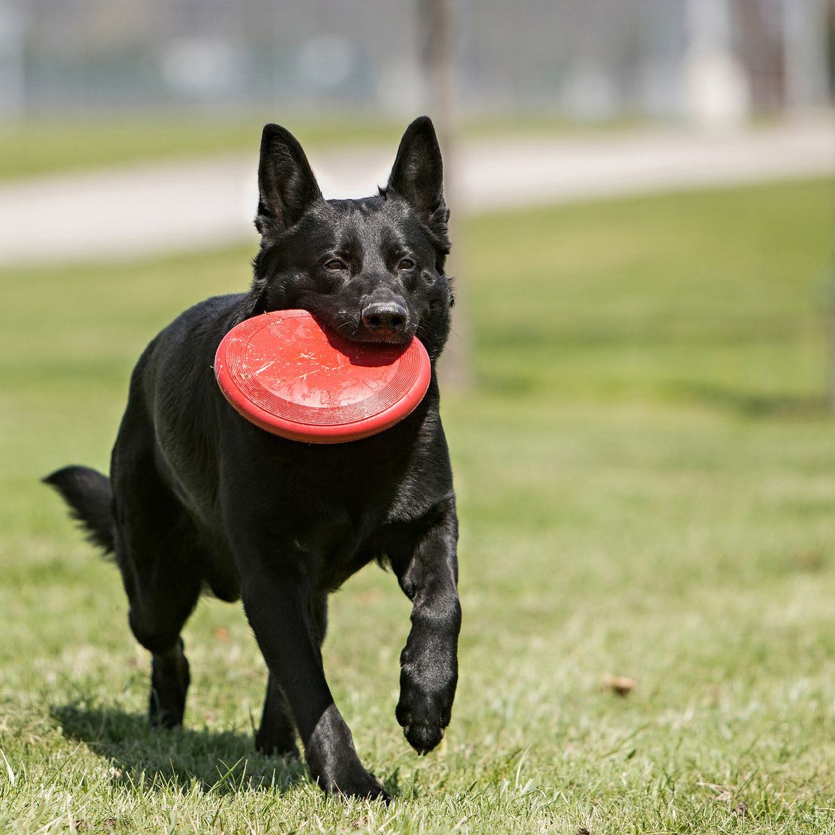 KONG Classic Flyer, Dog Frisbee - KONG