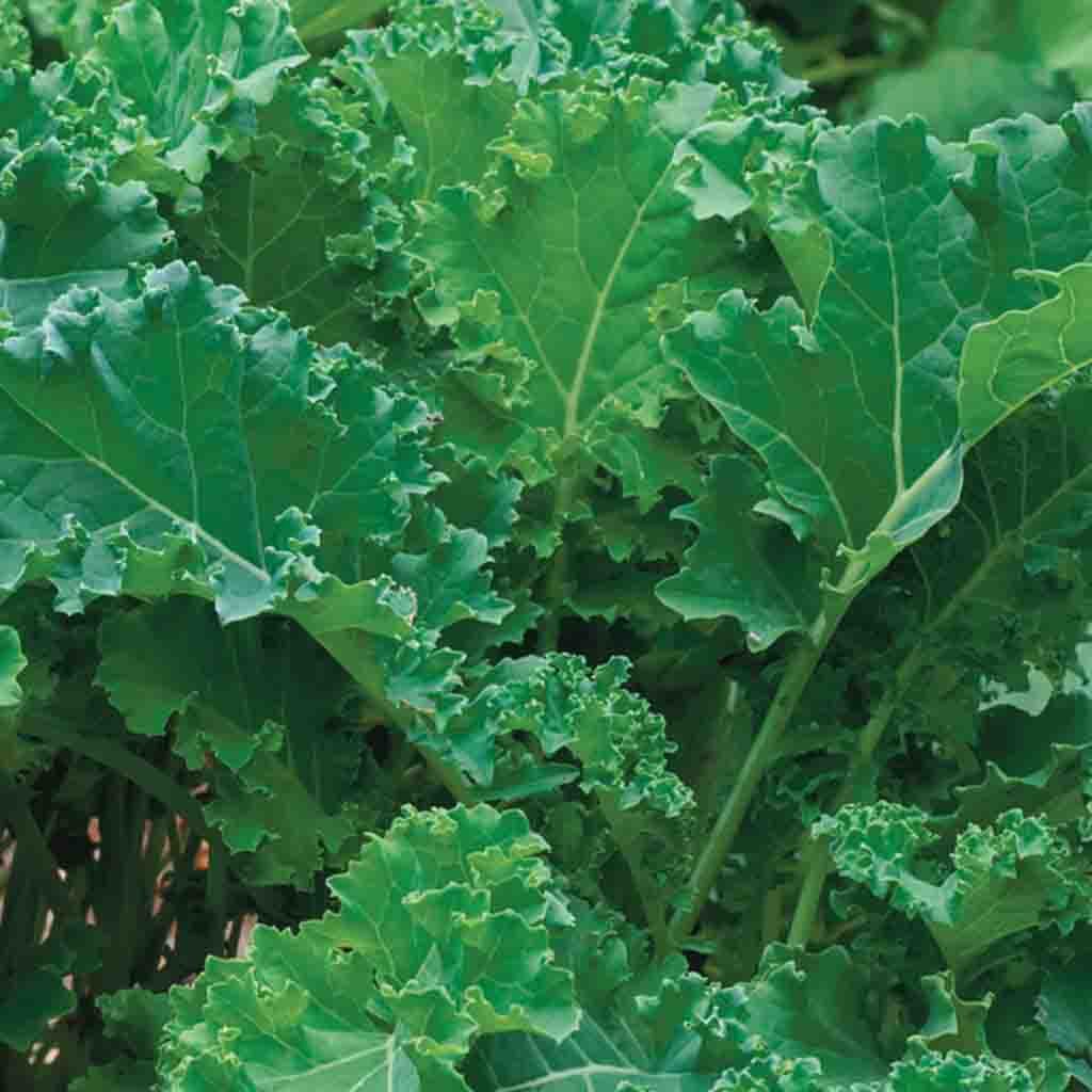 Siberian Kale Strip - Organic