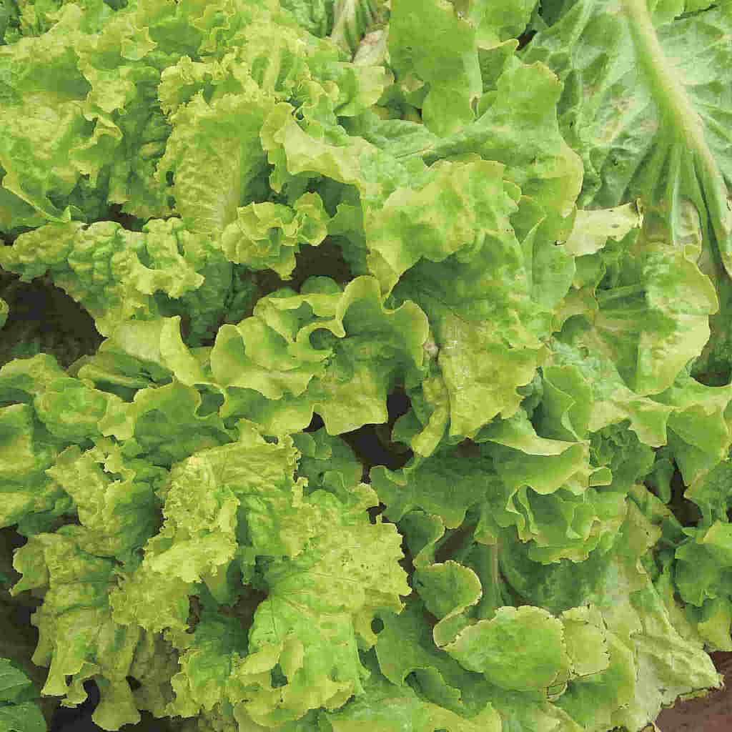 Black Seeded Simpson Lettuce - Organic