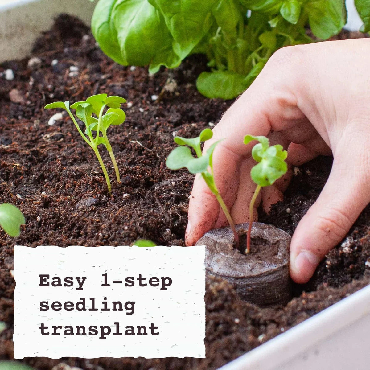 Kit de démarrage de semis, Jiffy, 36 alvéoles, pastilles de tourbe de 50 mm - McKenzie