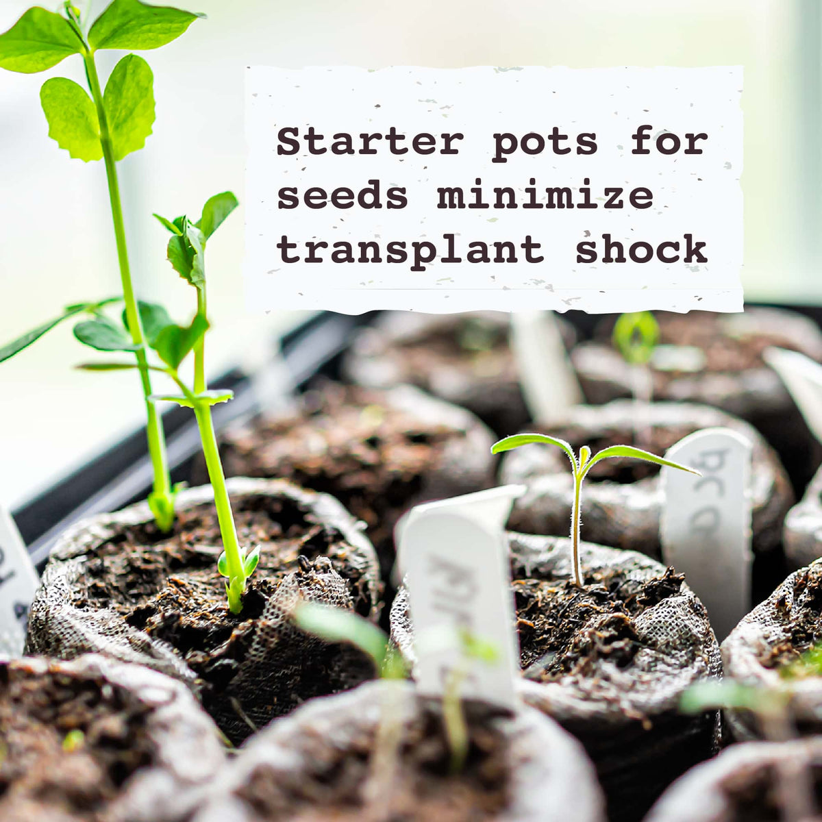 Mini-serre de semis Jiffy 70 alvéoles, pastilles 36 mm - McKenzie