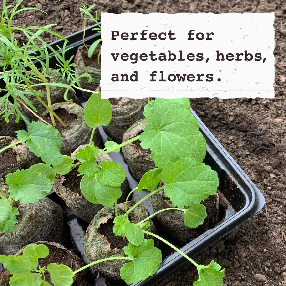 Kit de démarrage de semis, Jiffy, 36 alvéoles, pastilles de tourbe de 50 mm - McKenzie