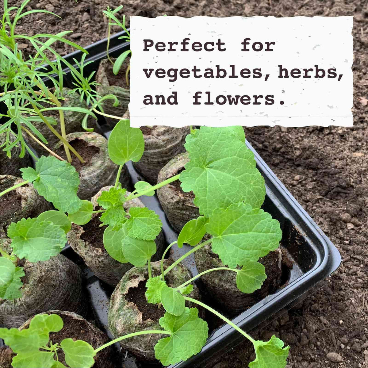 McKenzie - Jiffy 36mm Pellet Refill Pack Comes with 36 Jiffy Pellets