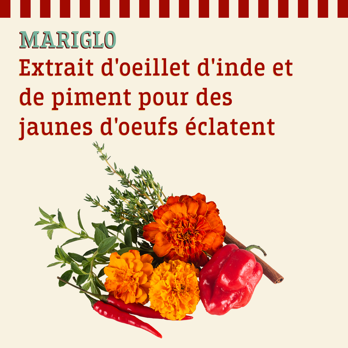 mariglo-extrait-d-oeillet-d-inde-et-piment