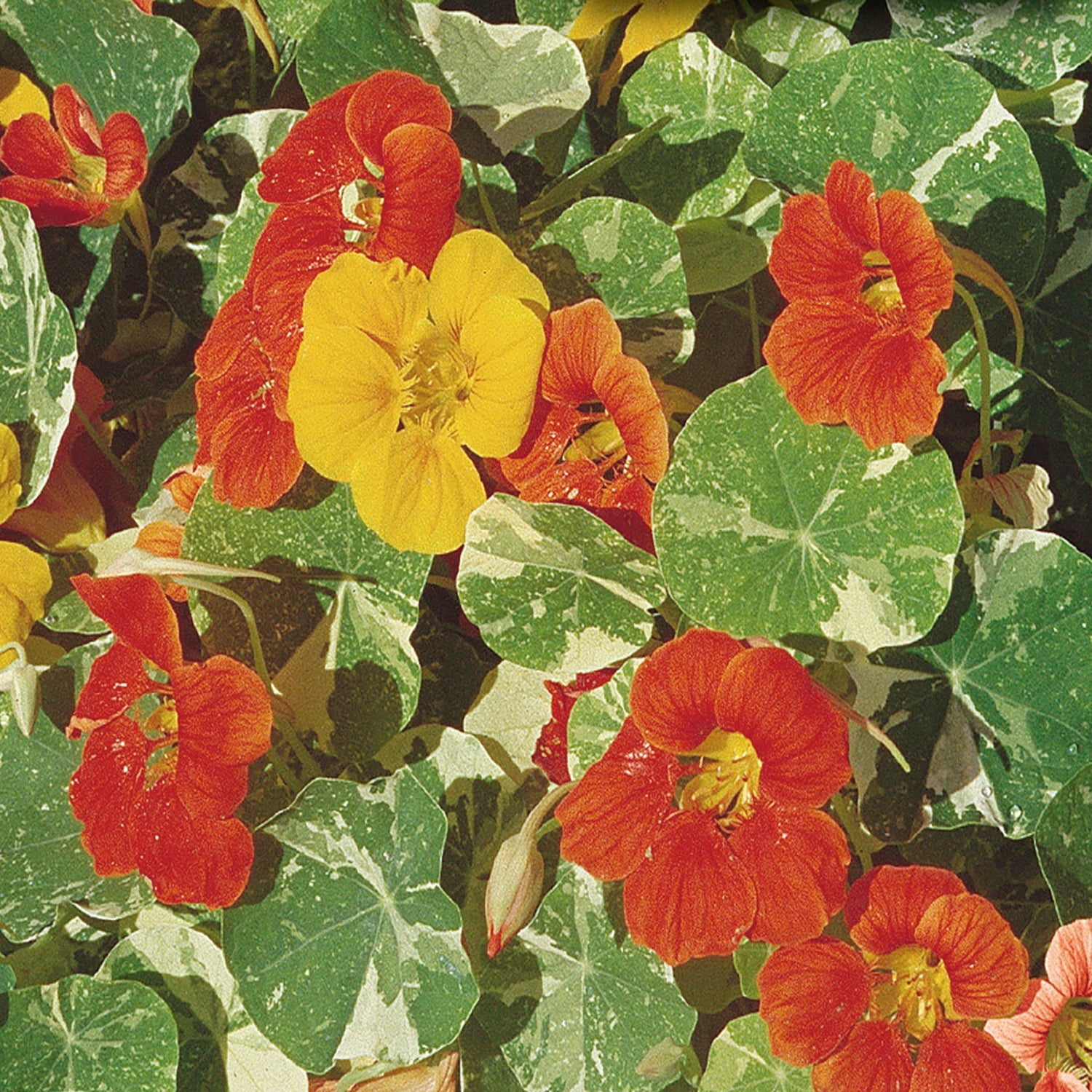 Nasturtium Alaska Mix