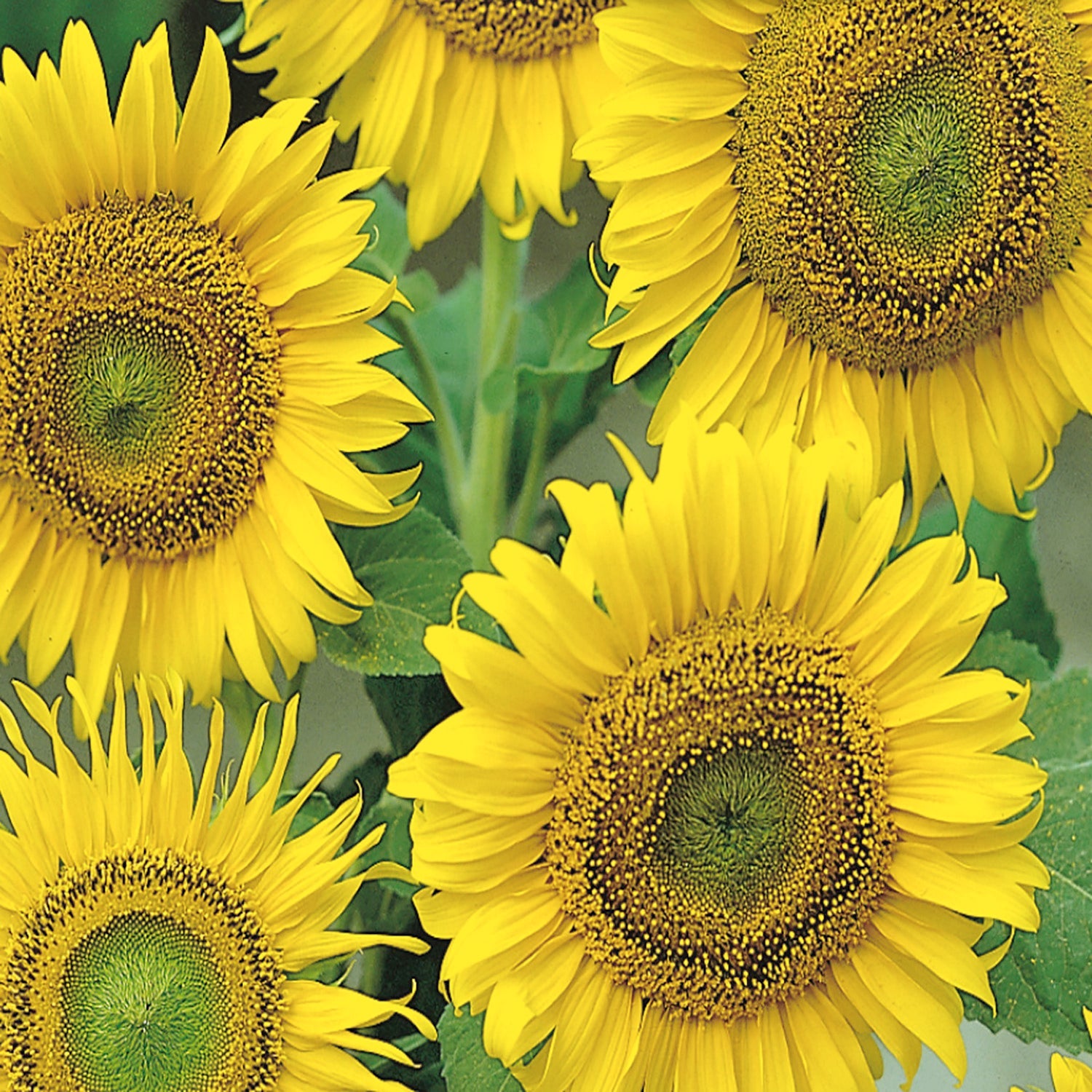 Tournesol Large Seeded Tall