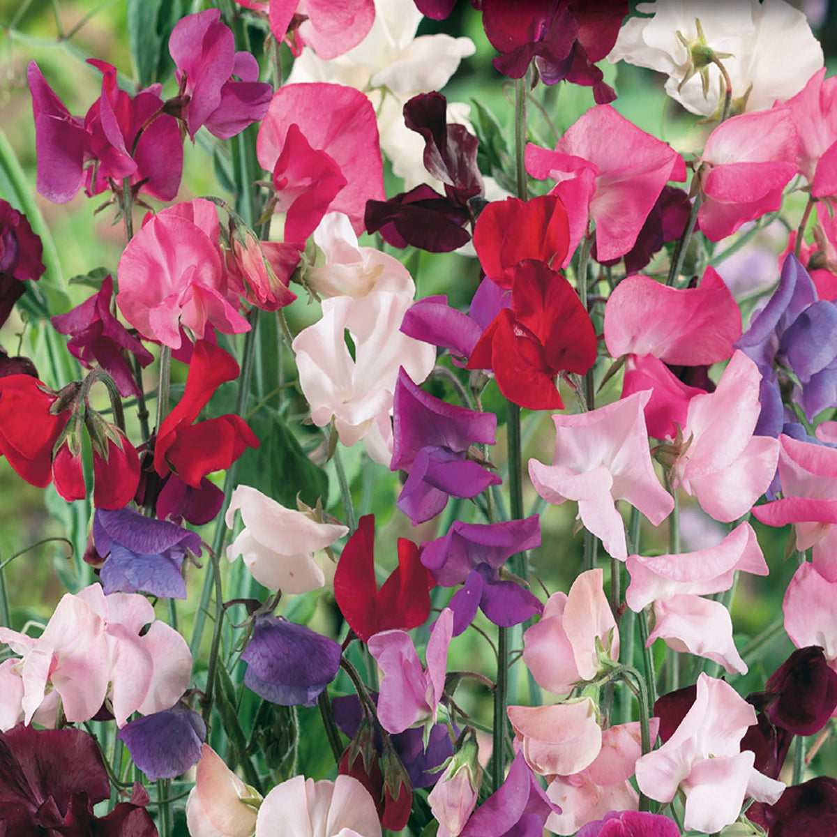 Spencer Giant Sweet Pea Mix