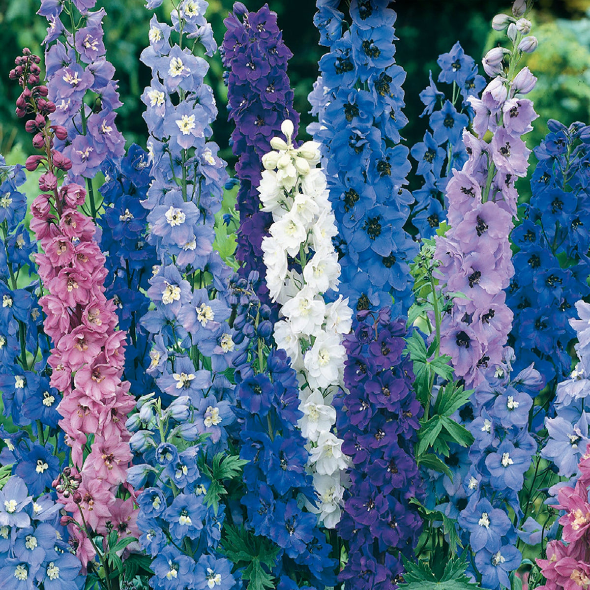 Delphinium Pacific Giants Mix