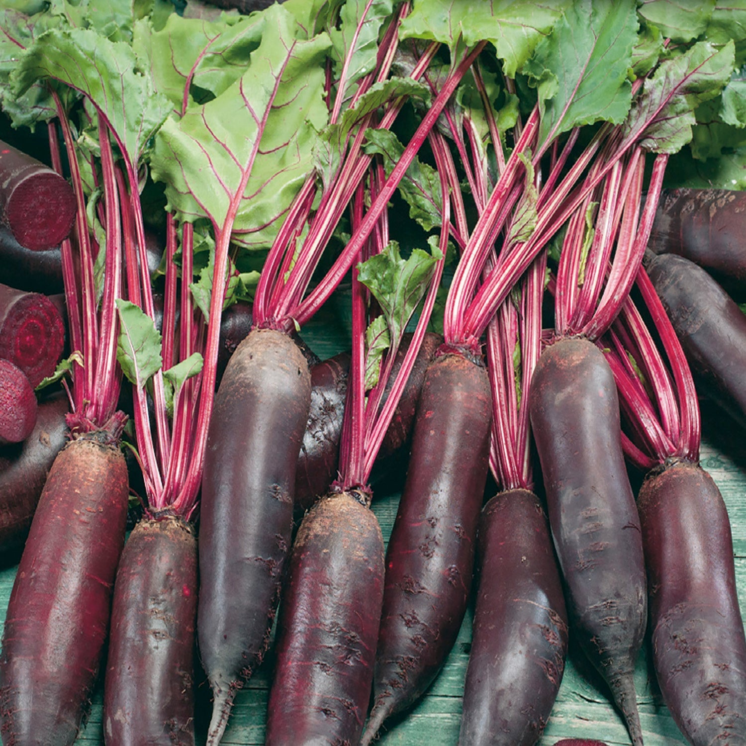 Beet Cylindra Formanova