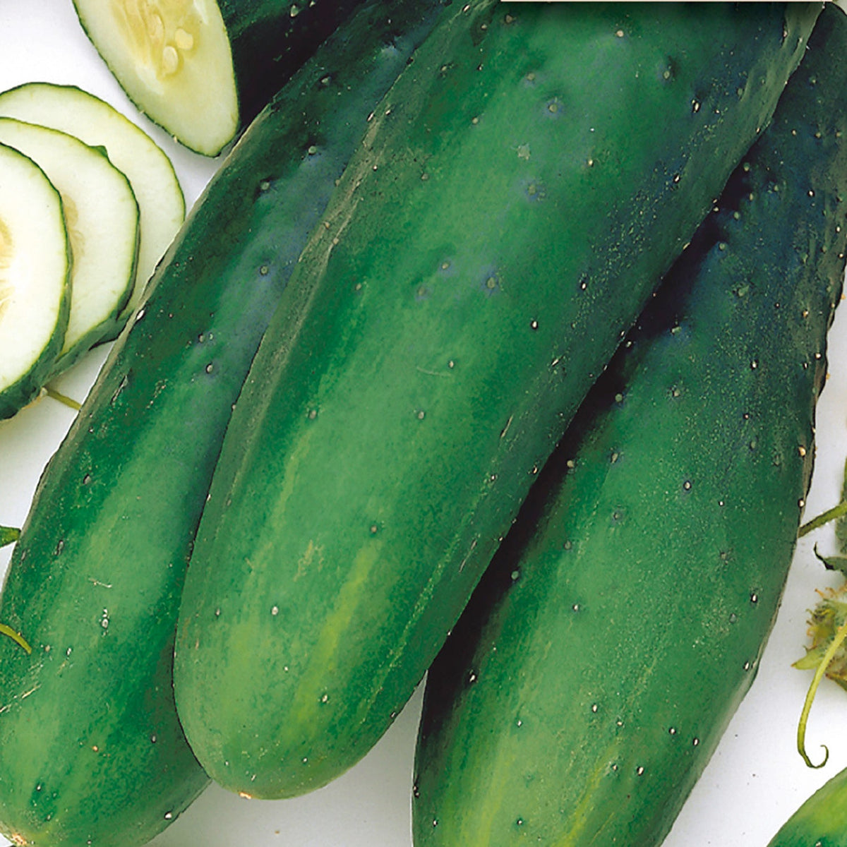 Concombre Straight Eight