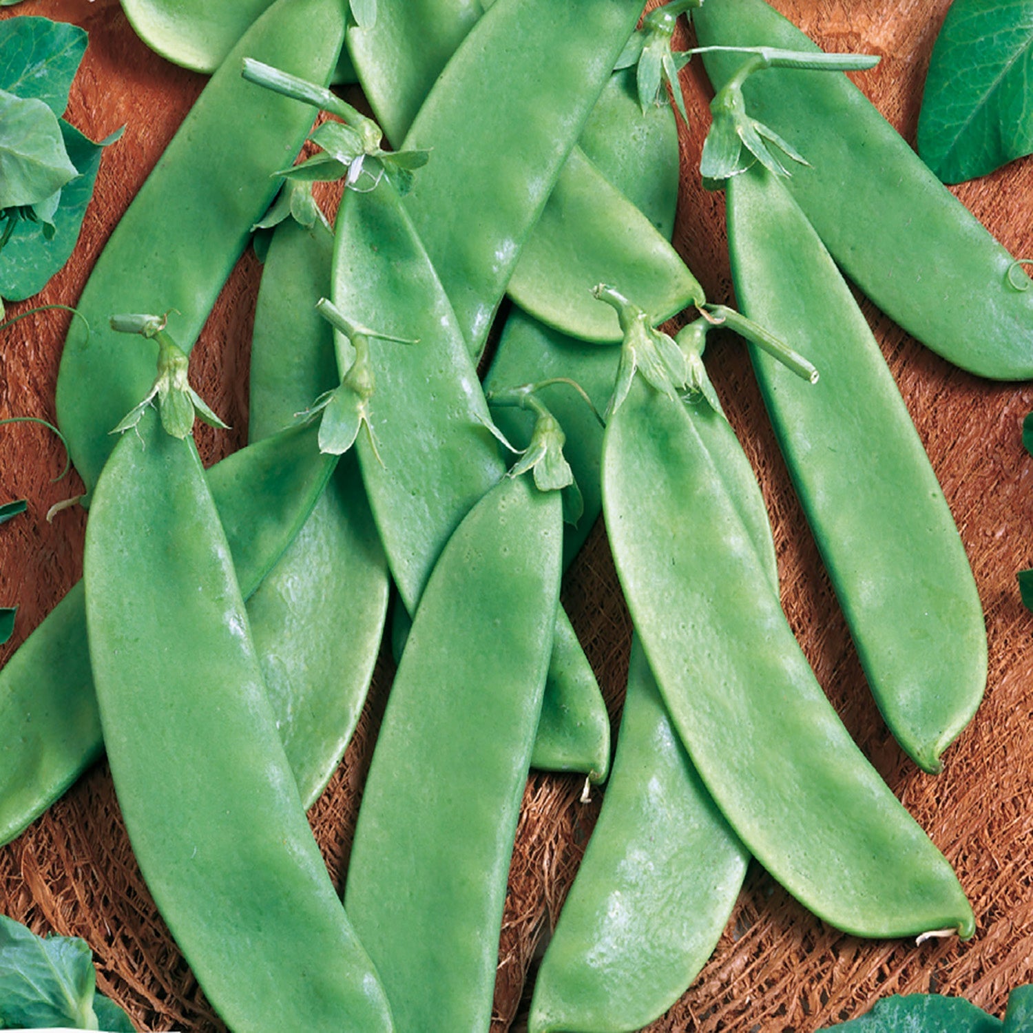 Swa Snow Pea Pod Edible