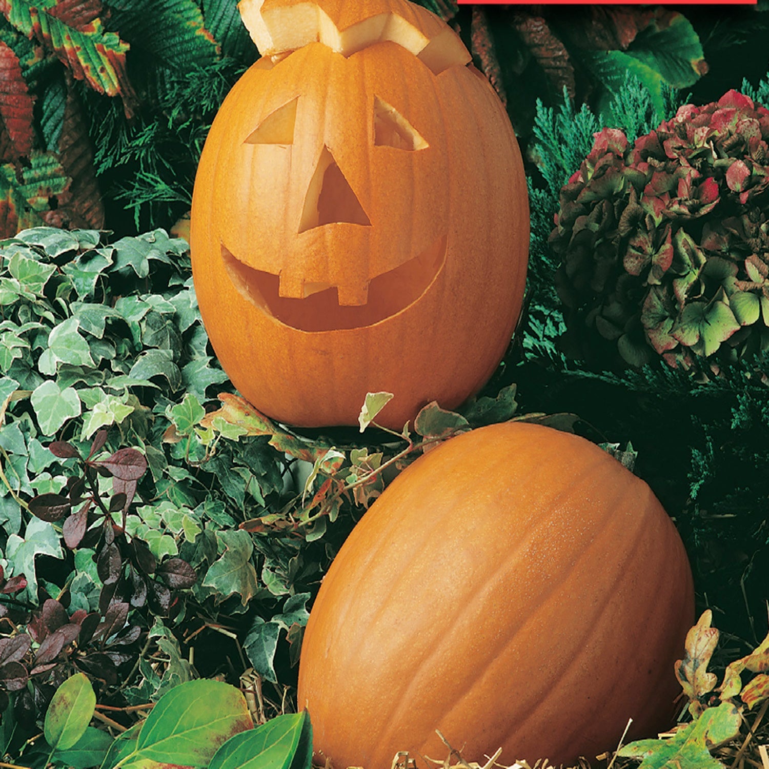 Pumpkin Jack O`Lantern