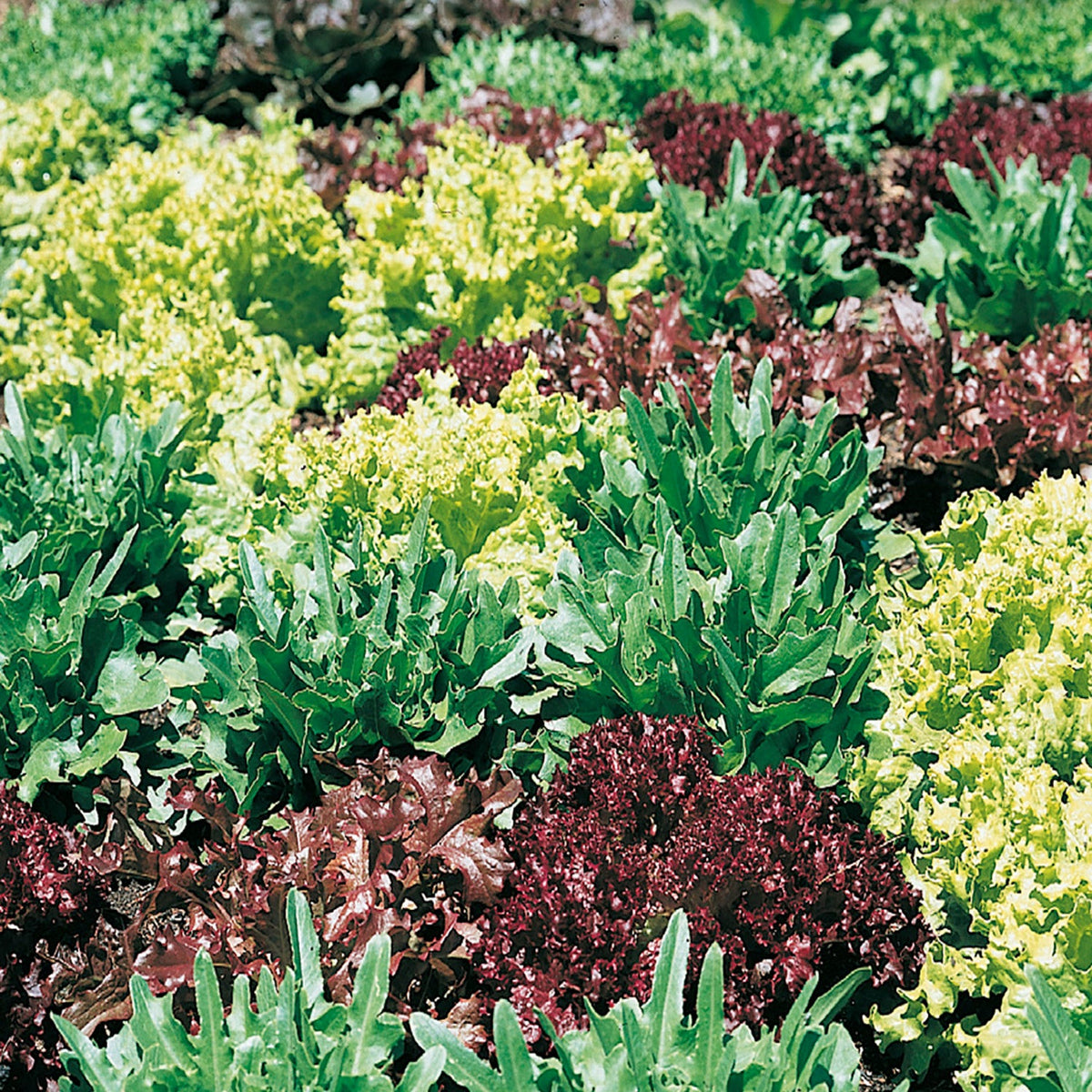 Mixed Mesclun Gourmet Greens - Organic