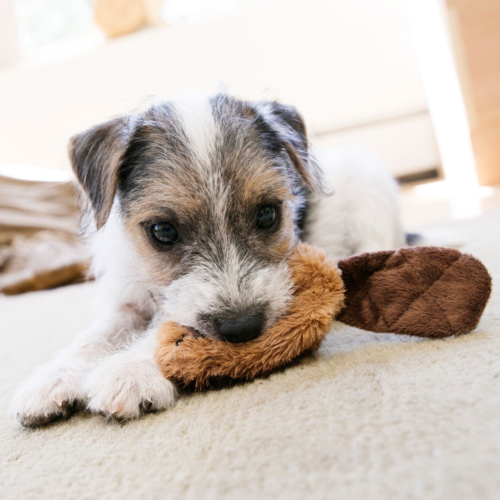 KONG Plush Beaver, castor en peluche pour chien - KONG