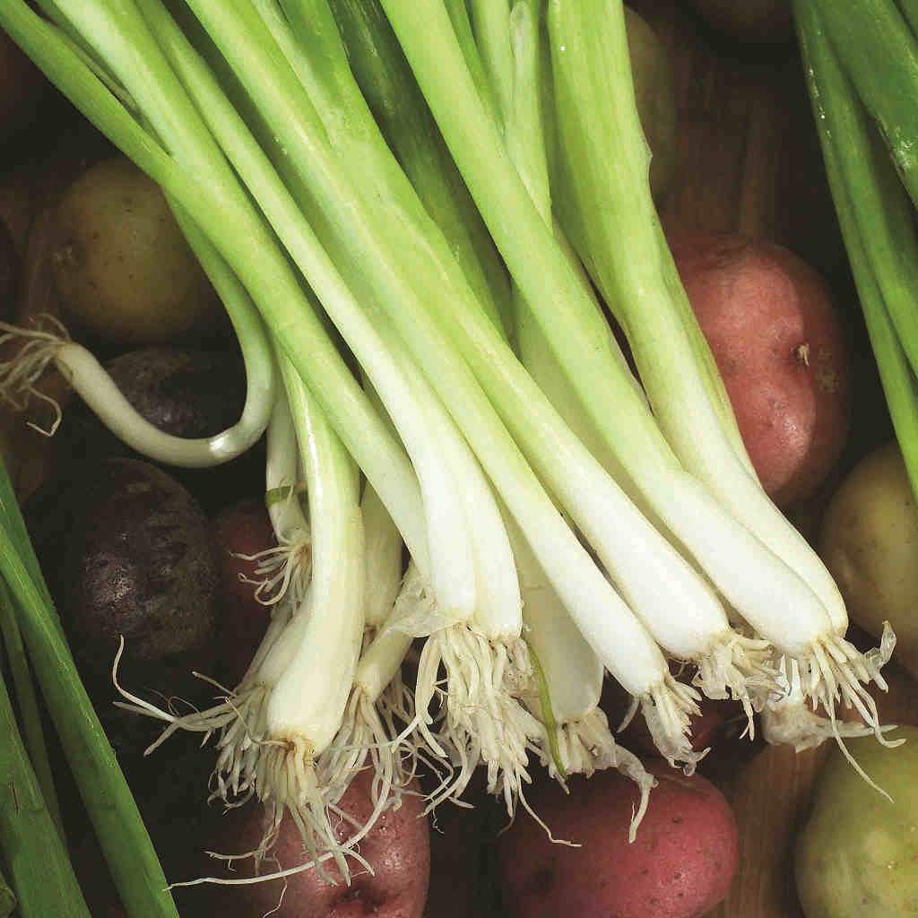 Bunching Onion Evergreen - Organic