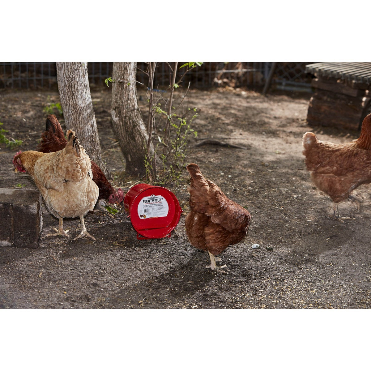 Abreuvoir en seau galvanisé peint de 1 gallon pour volaille - Little Giant