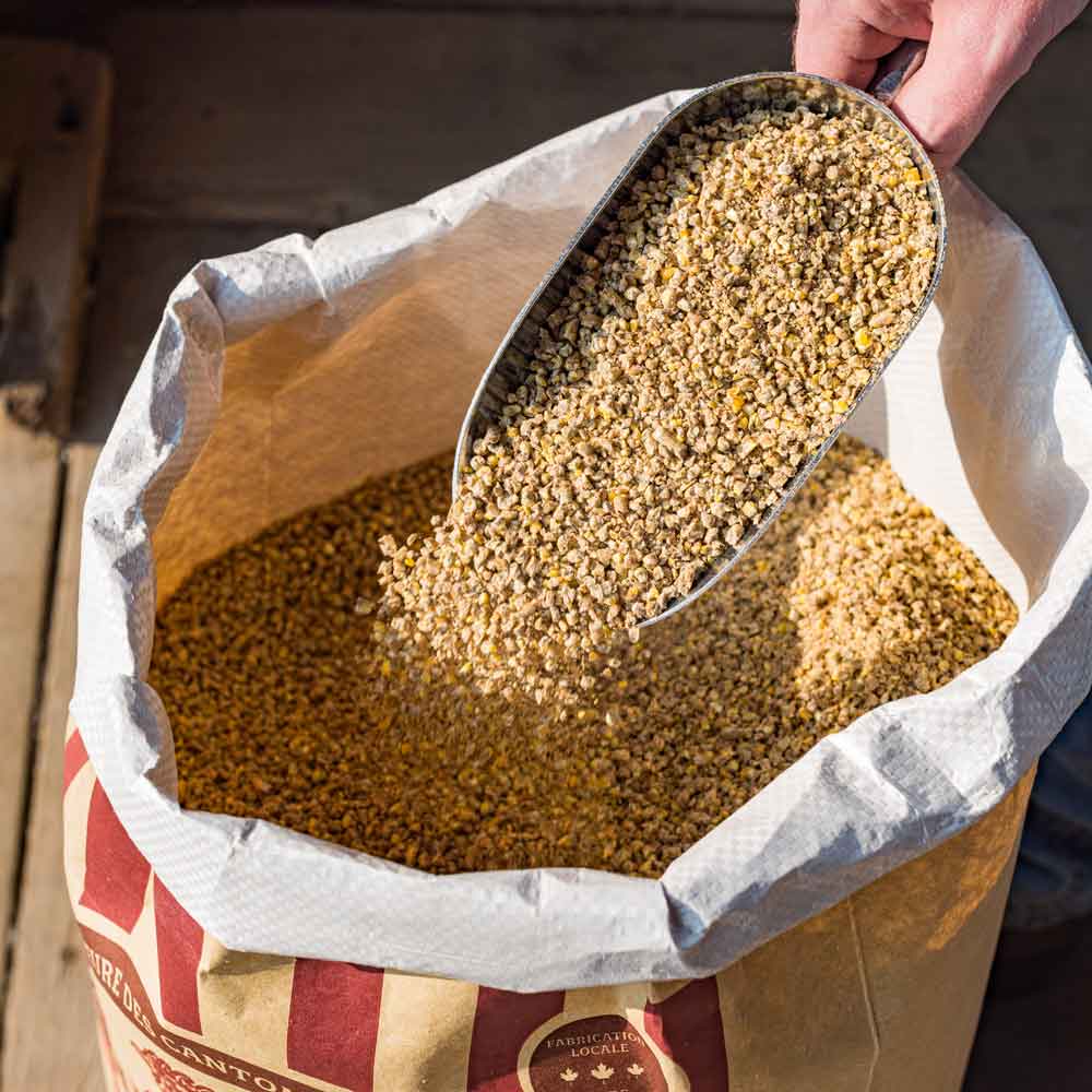 Notre moulée ponte pour poules