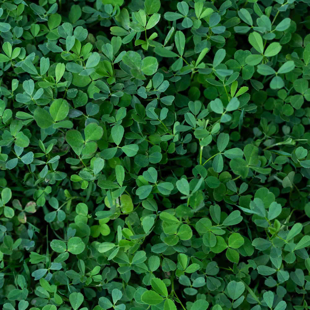 B-Mix - Ground Cover